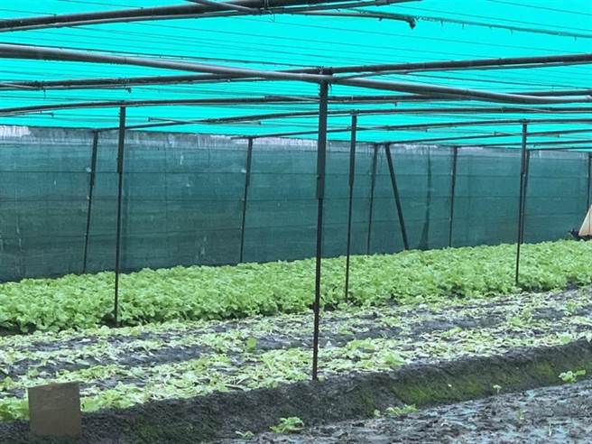 5月下旬至6月上旬受豪雨影响，造成农业灾情，截至今(8)日傍晚17时止，农业产物估计损失计3702万元，其中云林农损1086万最严重，占整体近3成。（张朝欣摄）