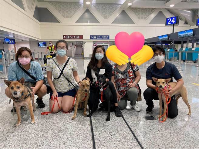 動保處表示，線上認養無國界，這也是第一次將動物之家犬隻送出國，讓更多毛寶貝獲得下一站幸福，不讓疫情影響犬貓認養機會。（動保處提供）