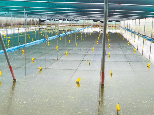 连日豪雨造成农损，云林县西螺果菜市场叶菜类价格较未下雨前上涨1倍。（张朝欣摄）