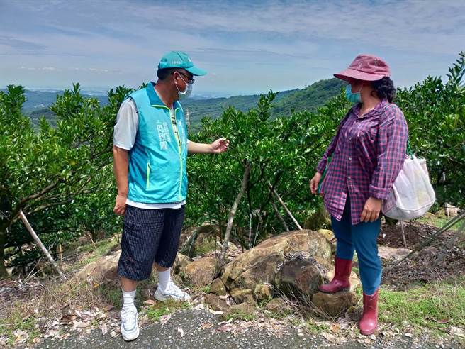 以往一棵能长1、200颗柑橘的果树，今年因缺水剩不到10颗，果农内心忧愁不安。（立委赖惠员服务处提供／张毓翎台南传真）