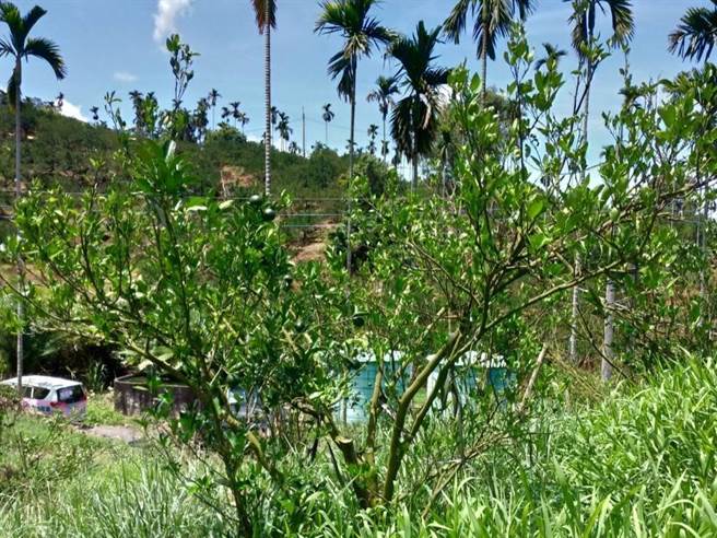 每年3、4、5月为柑橘重要的开花结果期，但今年梅雨季迟到，果树生长受到抑制，影响着果率。（立委赖惠员服务处提供／张毓翎台南传真）