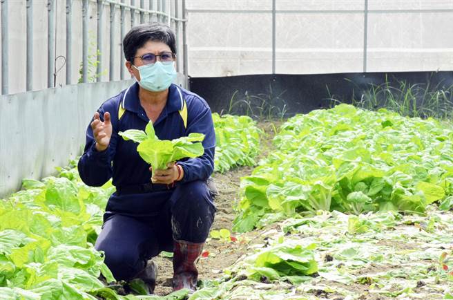 黄淑女种植有机蔬菜提供电商贩售防疫蔬菜箱，却因内容物与价格与民眾期待有落差，电话遭打爆。（林和生摄）