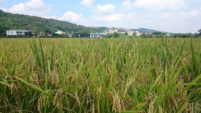 今年初乾旱严峻，桃三灌区农民起初相当担心一期稻作收成有难度，但近期连日大雨彻底缓解了旱情，也让桃三灌区的农民能够顺利收成。（姜霏摄）