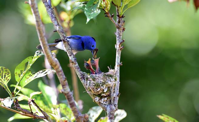 台東陳姓農民的開心農場櫻花樹上，有黑枕藍鶲築巢育雛。（莊哲權攝）　