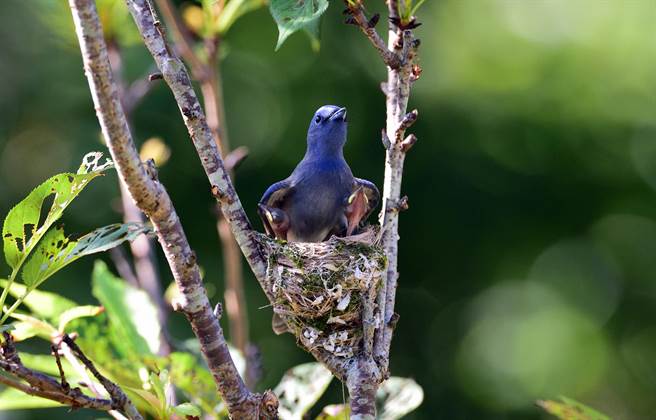 台東陳姓農民的開心農場櫻花樹上，有黑枕藍鶲築巢育雛。（莊哲權攝）　