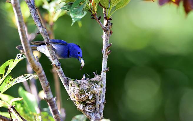 台東陳姓農民的開心農場櫻花樹上，有黑枕藍鶲築巢育雛。（莊哲權攝）