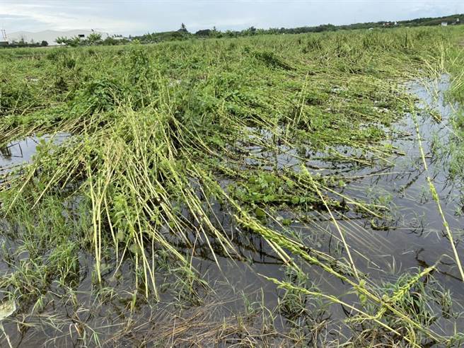 胡、芝麻植株浸水倒伏情形。（台南市政府提供／张毓翎台南传真）