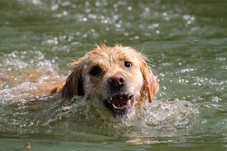把黃金獵犬當水上計程車 河狸上岸後碰鼻道謝網驚呼