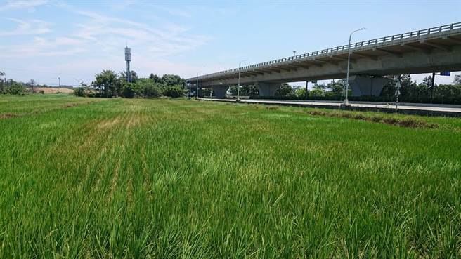 代耕業者苦言已經休耕一整年了，依現在水情明年也相當不看好，如今收入為零只能自尋出路。（代耕業者提供／姜霏桃園傳真）