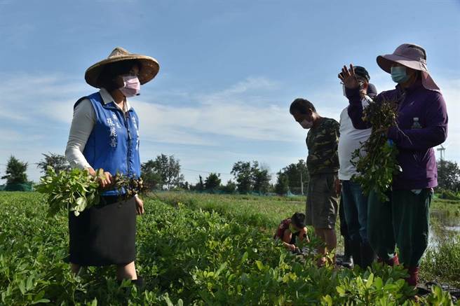 云林县长张丽善（左一）会同台南农业改良埸云林分场、农粮署中区分署人员勘查连日大雨造成的农业灾损。（云林县府提供）