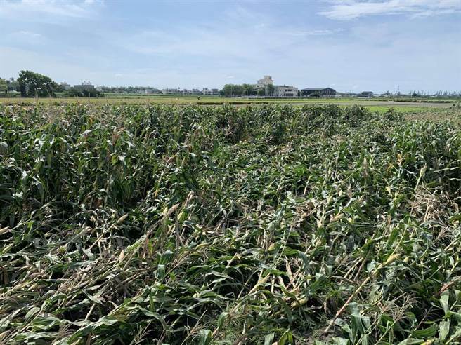 玉米倒伏69公顷。（云林县府提供）