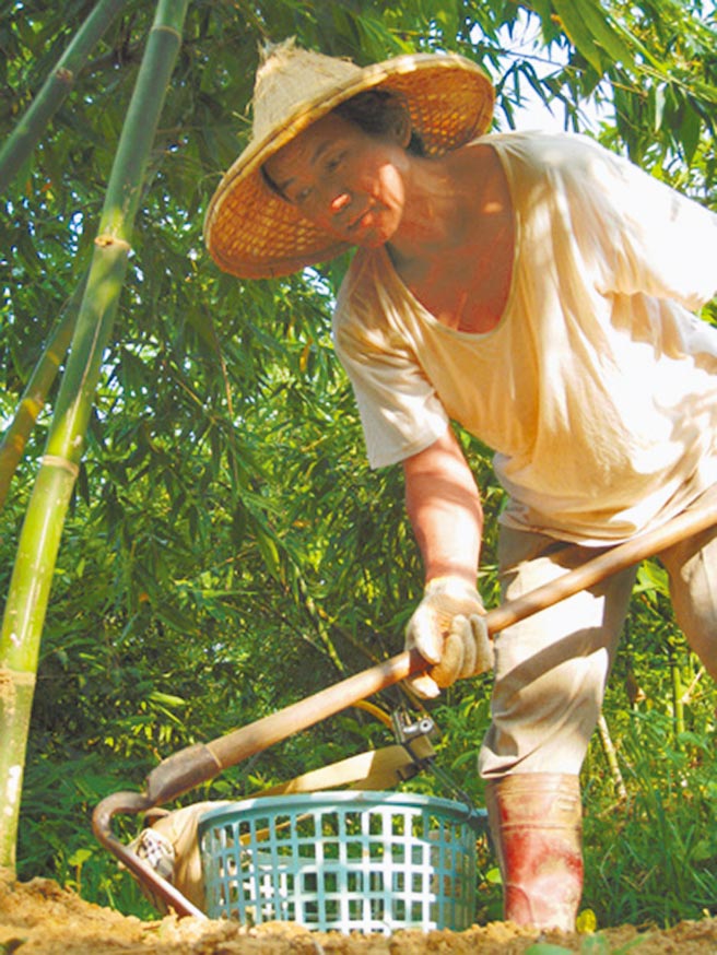 绿竹笋正鲜甜，局处整合目前有上架的电商平台，成立「新北绿竹笋e易购」平台，方便消费者依不同需求订购产区的鲜笋及相关加工品，欢迎大家吃健康来防疫。（农业局提供／戴上容新北传真）