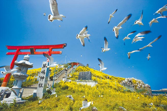 被譽為「幸運鳥」的黑尾鷗，在蕪島神社的天空飛舞，畫面壯觀。（八戶觀光文化協會提供）