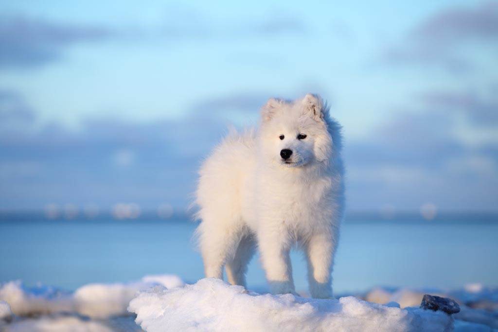 薩摩耶幼犬上月21日「逃家」後，在北極冰原上流浪逾1周，奇蹟似的被破冰船救起。（示意圖／達志影像）