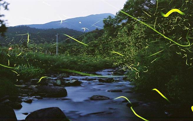 ▲源氏萤飞舞的姿态彷佛流星。　图：长崎县观光连盟／提供