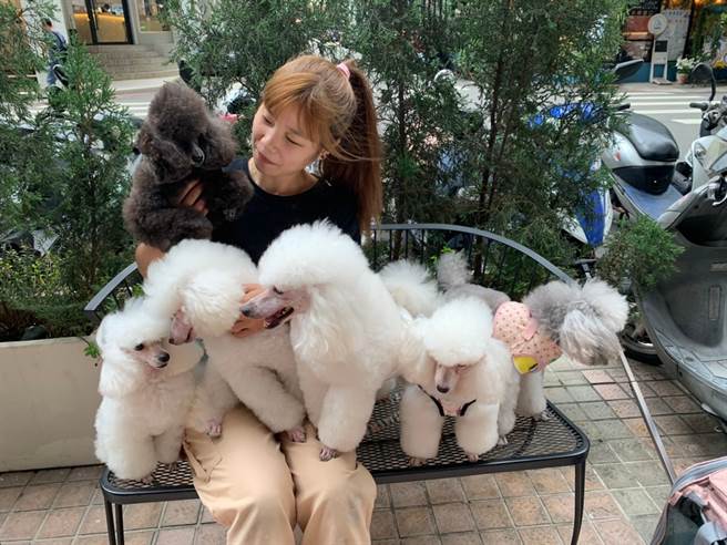 稻江商職商業經營科校友張喬雯熱愛毛小孩，抱著一群貴賓狗超幸福。(戴志揚翻攝)