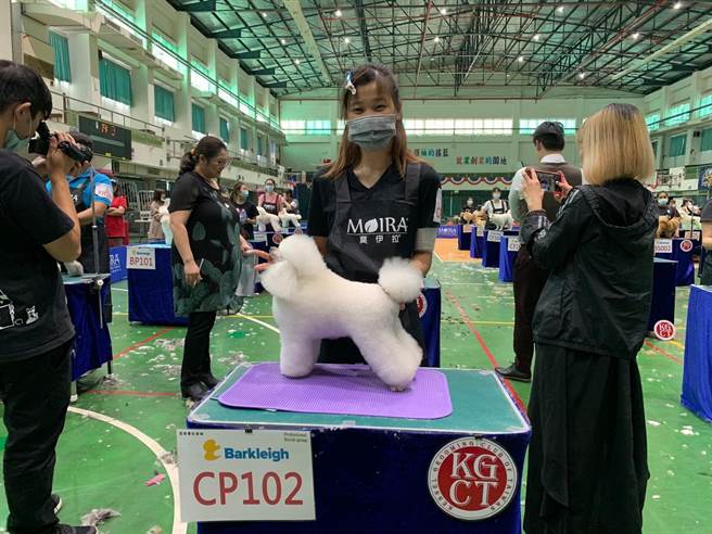 稻江商職商業經營科校友張喬雯去年6月以第一名優異成績，考取Ｃ級寵物美容師國際證照。(戴志揚翻攝)