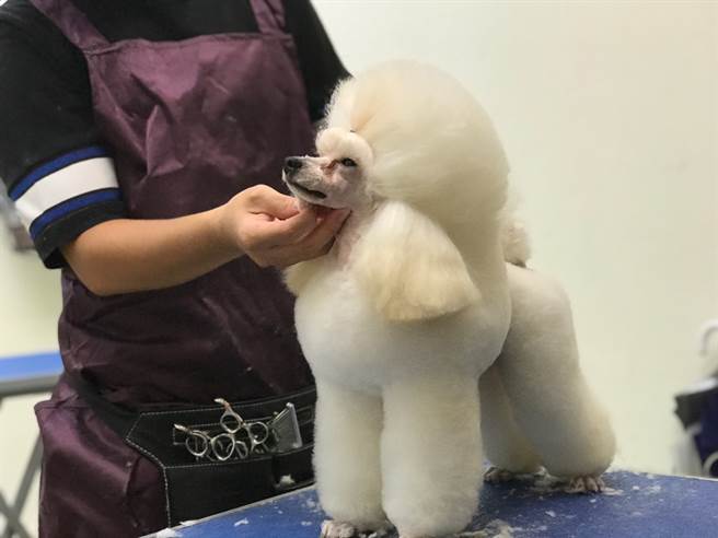 稻江商職合作寵物美容師，示範如何打造專業貴賓犬賽場造型。(戴志揚翻攝)