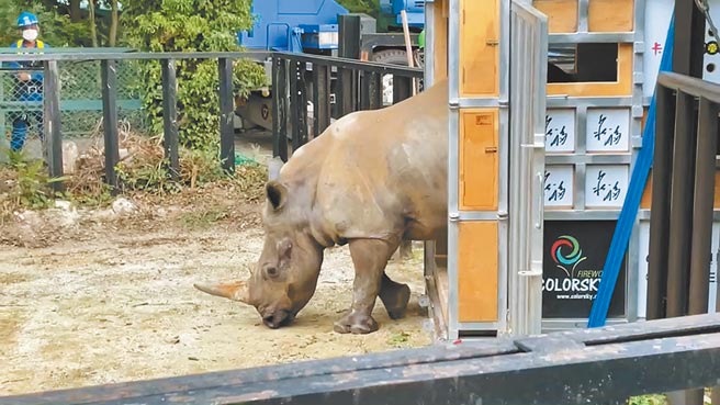 白犀牛艾瑪順利抵達位於日本東武動物園的新家，對新環境十分好奇。（六福村提供／莊旻靜新竹傳真）
