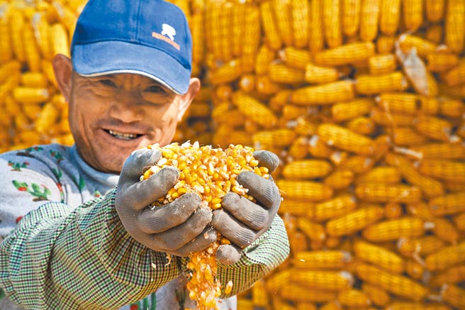 大陆大妈的最新关注热点是大宗物资的玉米，有人囤积炒高价格，已遭专家示警。图为山东青岛的玉米丰收。（新华社）