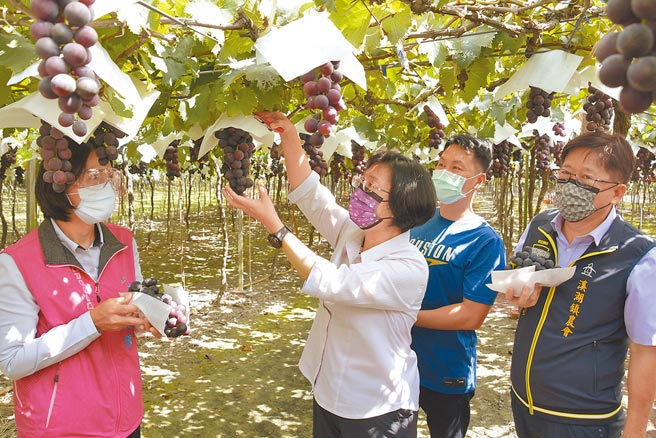 新冠肺炎疫情严峻，彰化因溪湖水果贩售商无辜染疫遭猎巫，造成溪湖葡萄销售惨淡，彰化县长王惠美(左2)10日亲自到溪湖的葡萄元了解生产情况，并推广溪湖葡萄。（吴建辉摄）