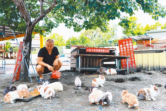 屏东县内埔乡萧家大院除是餐厅外，更是规模不小的兔子收养中心，目前收养逾200只兔子。（谢佳潾摄）