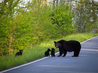 黑熊一家上街覓食遇超兇藏獒 幼崽嚇壞屁顛找熊媽當靠山
