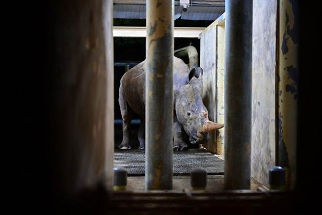 ▲艾玛熟门熟路地走进箱笼，准备度过16小时的旅程。　图：六福旅游集团提供╱提供