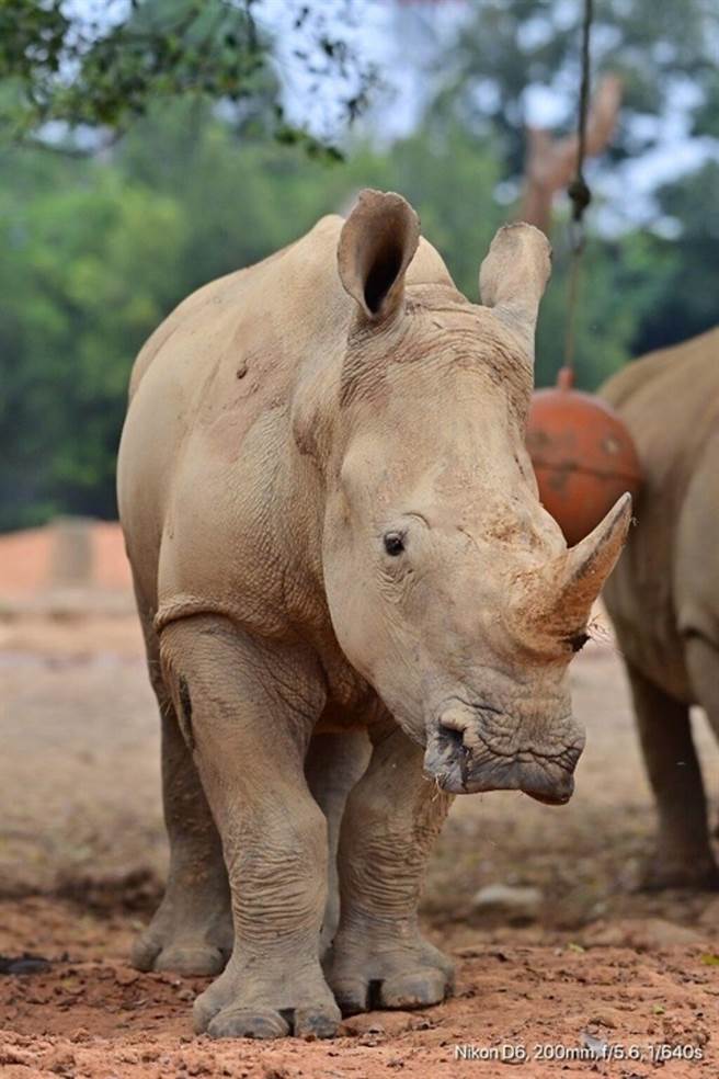 ▲艾玛今年五岁，体重702公斤。　图：庄福文教基金会╱提供