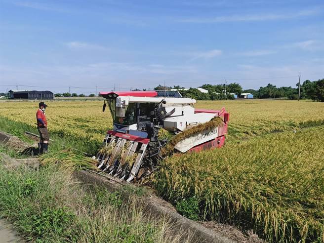 台南地区一期稻作进入收割期，近日溼谷收购价走势下跌，让农民欲哭无泪。（张毓翎摄）
