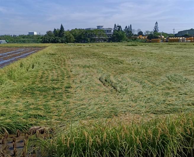 连日豪雨造成台南地区稻作倒伏严重，有些还泡在水中太久而发芽。（张毓翎摄）