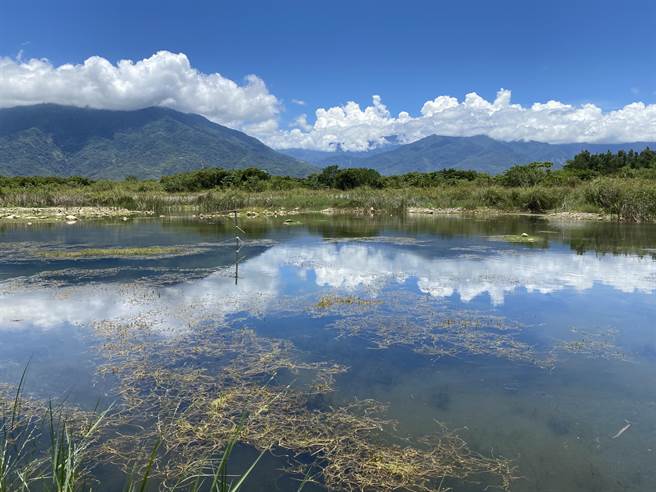 池上乡富兴溼地拥有丰富生态，日前乾旱造成水池完全乾枯，目前虽有少量地下水，当地生态工作者仍忧心原生种难以存活。（蔡旻妤摄）