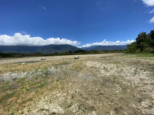 池上乡富兴溼地拥有丰富生态，日前乾旱造成水池完全乾枯，目前虽有少量地下水，当地生态工作者仍忧心原生种难以存活。（蔡旻妤摄）