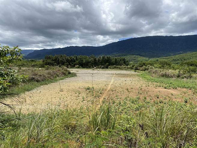 池上乡富兴溼地拥有丰富生态，日前乾旱造成水池完全乾枯，目前虽有少量地下水，当地生态工作者仍忧心原生种难以存活。（蔡旻妤摄）