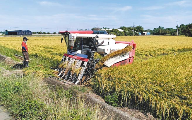 台南地区一期稻作进入收割期，近日溼谷收购价下跌，让农民欲哭无泪。（张毓翎摄）