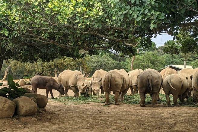 防疫三級警戒休園不休息，上千隻動物每日依舊由動保員細心照養。　圖：六福村╱提供