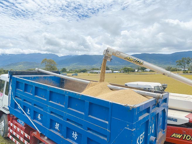 台东纵谷地区第一期稻作终于顺利收成，然而7月将迈入第二期稻作，部分缺水区农民忧心水量不足撑到第二期，坦言是否要休耕，仍在观望中。（蔡旻妤摄）