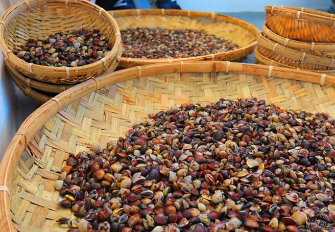 新鲜文蛤(淡水区渔会提供) 