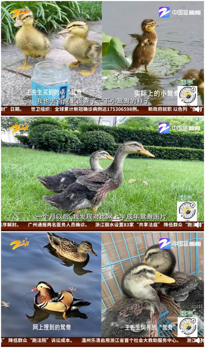 王男购买鸳鸯后竟暴风成长成鸭子，让他相当傻眼惊觉被骗。（图／微博@Vista看天下）