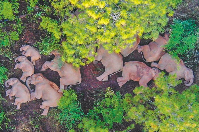 一群云南的亚洲象集体向北迁徙，6月13日在云南省玉溪市易门县十街乡睡觉。动物专家将尝试利用降雨、降温等有利条件，通过科学、适量投食引导，帮助象群逐渐返回适宜栖息地。（新华社）