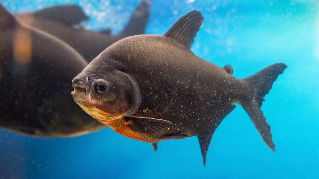 他裸泳驚見神祕怪魚 張嘴露人類牙齒一口咬斷男性gg 搜奇 網推