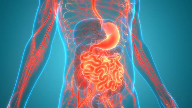 小肠，是消化和吸收营养素的主要器官，也可说是维护人体健康的关键器官。(示意图/shutterstock)