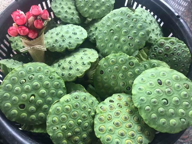 新鲜莲篷。（台南市府农业局提供／张毓翎台南传真）