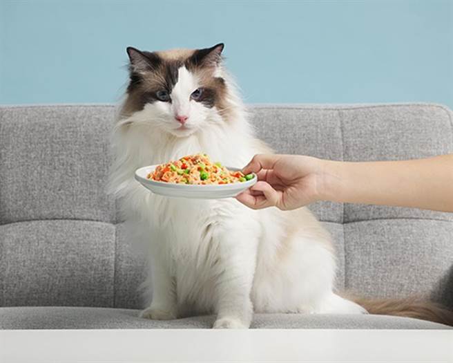 基地在台湾的虚拟厨房Just Kitchen进军宠物鲜食市场，新创「WOW CHOW 窝草宠物餐盒」品牌，标榜多样美味专治挑嘴毛小孩。（图／Just Kitchen）