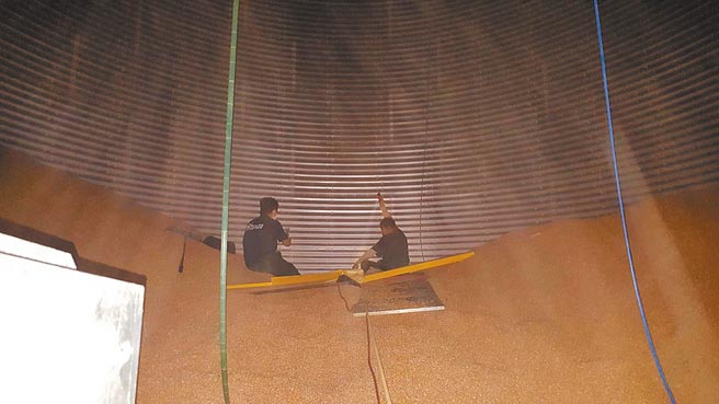 嘉义县义竹乡农会柯姓员工不慎掉入玉米堆，只剩脸部露在外面，消防人员将其固定避免继续下沉后救出。（读者提供／张亦惠嘉县传真）