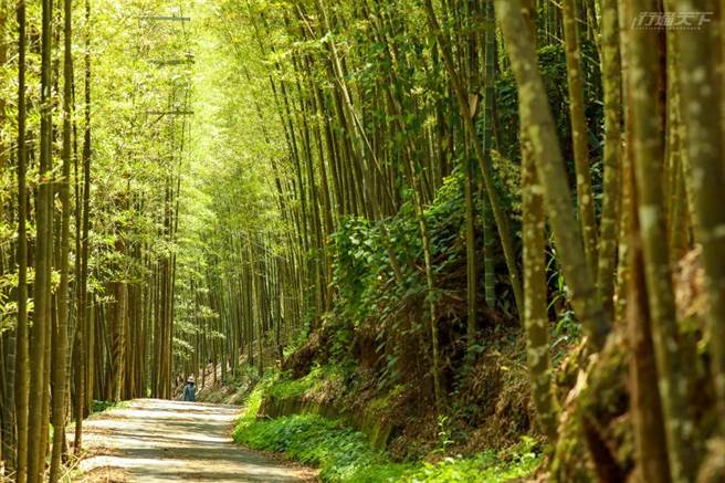 跟着体验引导，可欣赏临近孟宗竹林隧道。(图/行遍天下提供)