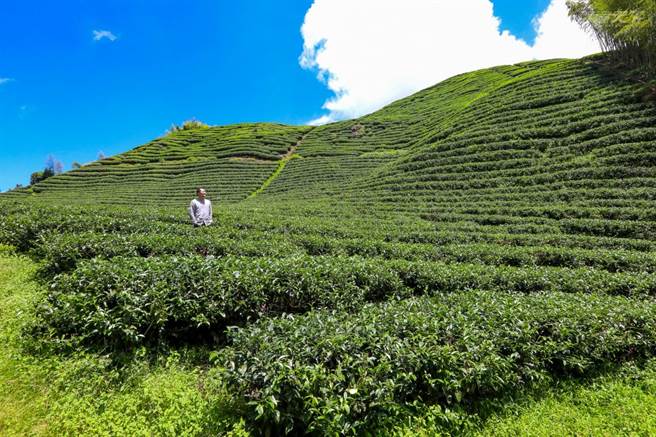 御茶园广告的取景地，就在营区往山上大约20分钟。(图/行遍天下提供)
