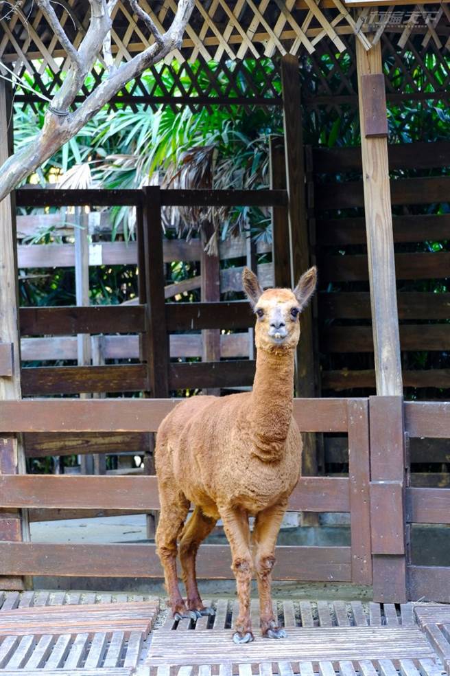 幸运的话还可以跟羊驼一起散步。（疫情间暂停）(图/行遍天下提供)