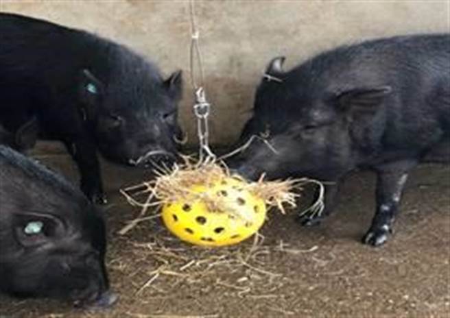 兰屿猪。（农委会畜产试验所提供）