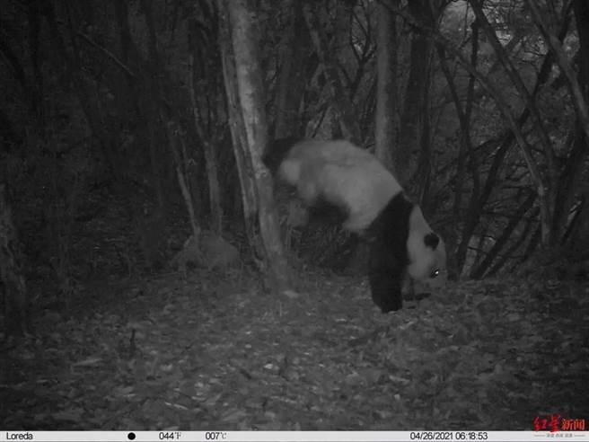 大熊貓倒立撒尿是為了「徵婚」。(圖/取自紅星新聞)